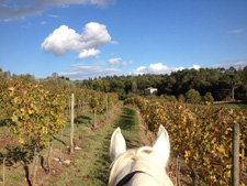 Italy-Tuscany-Chianti Castles Ride & Wine Tasting